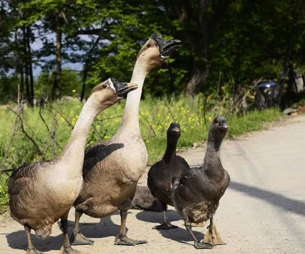 Grey Goose Down